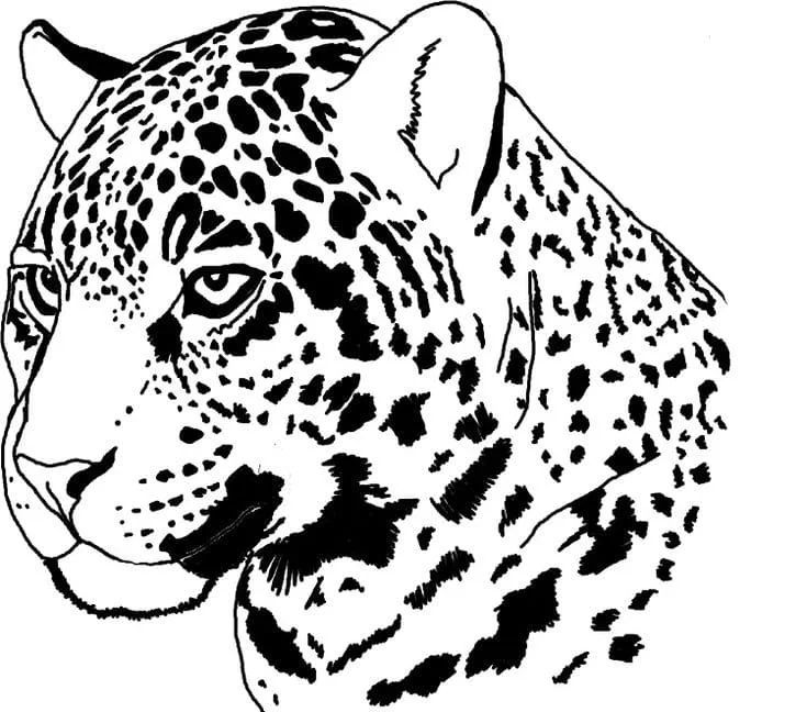 Çocuklar İçin Leopar Boyama Sayfaları 