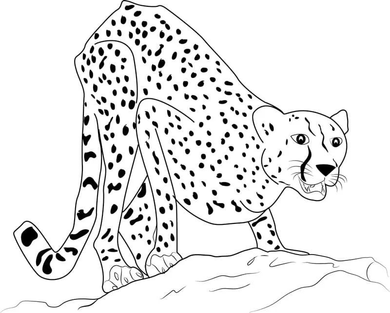 Çocuklar İçin Leopar Boyama Sayfaları 