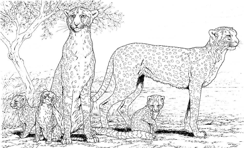 Çocuklar İçin Leopar Boyama Sayfaları 