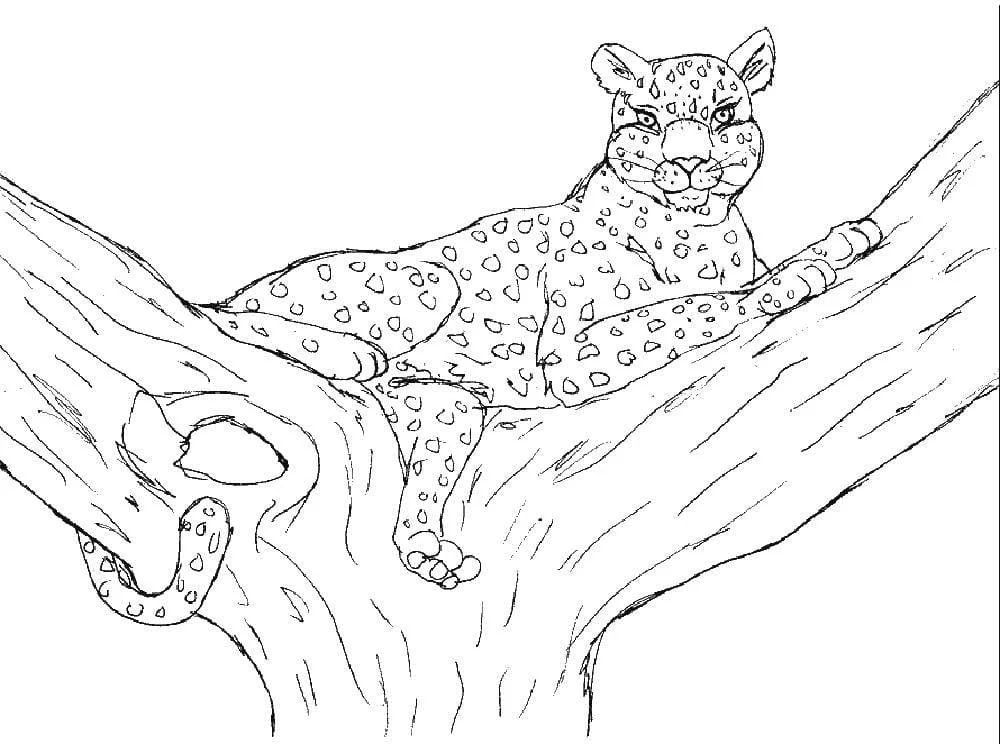 Çocuklar İçin Leopar Boyama Sayfaları 