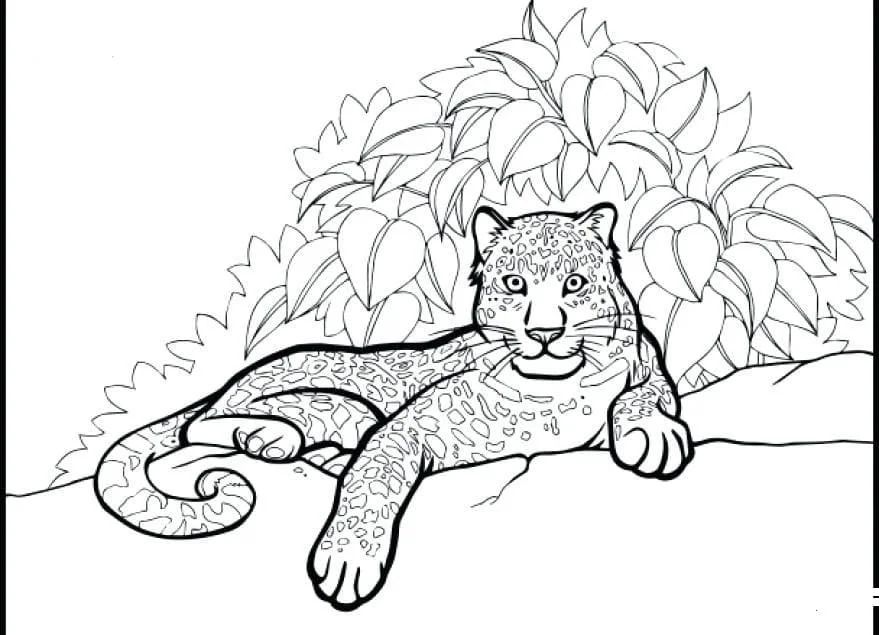 Çocuklar İçin Leopar Boyama Sayfaları 