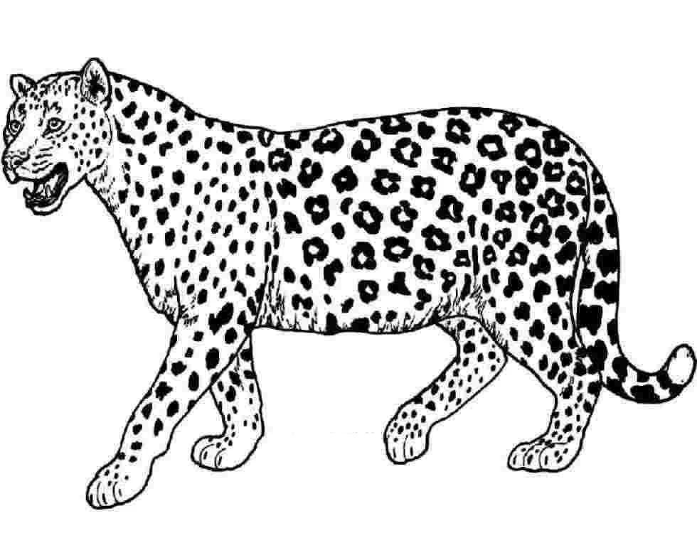 Çocuklar İçin Leopar Boyama Sayfaları 