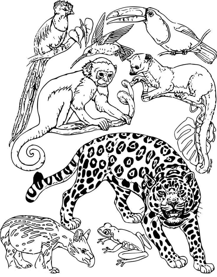 Çocuklar İçin Leopar Boyama Sayfaları 