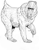 Çocuklar İçin Mandril-Maymunu Boyama Sayfaları 