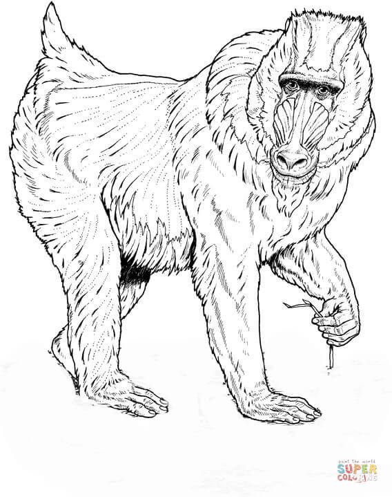 Çocuklar İçin Mandril-Maymunu Boyama Sayfaları 