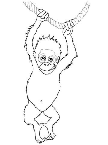 Çocuklar İçin Orangutan Boyama Sayfaları 