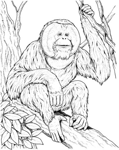 Çocuklar İçin Orangutan Boyama Sayfaları 