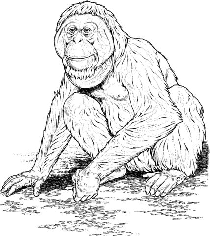 Çocuklar İçin Orangutan Boyama Sayfaları 