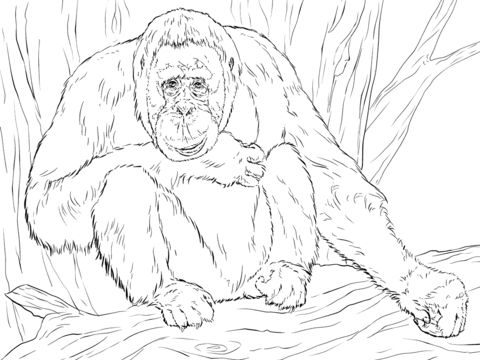 Çocuklar İçin Orangutan Boyama Sayfaları 