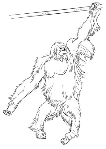 Çocuklar İçin Orangutan Boyama Sayfaları 