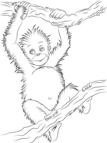 Çocuklar İçin Orangutan Boyama Sayfaları 