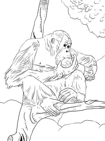 Çocuklar İçin Orangutan Boyama Sayfaları 
