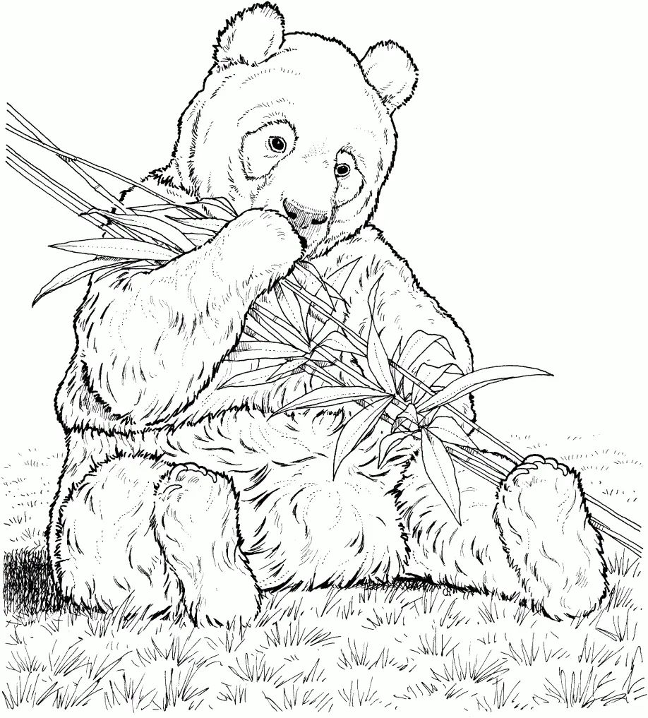 Çocuklar İçin Panda Boyama Sayfaları 
