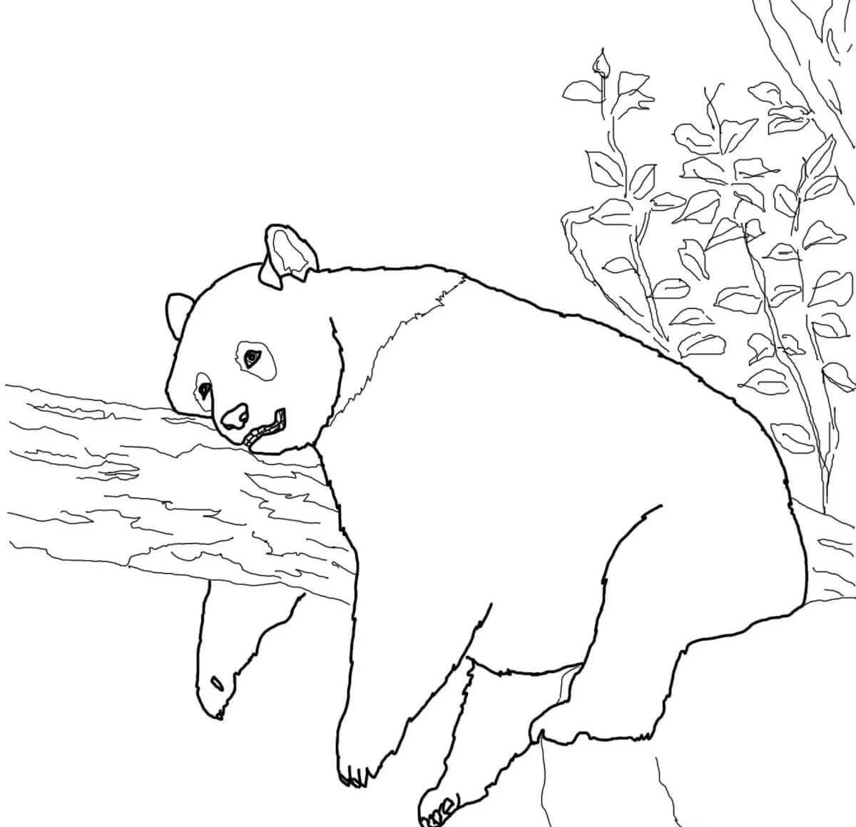 Çocuklar İçin Panda Boyama Sayfaları 