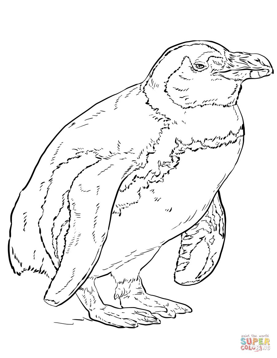 Çocuklar İçin Penguen Boyama Sayfaları 