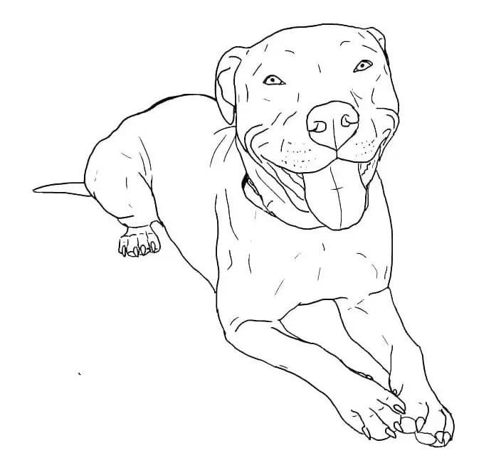 Çocuklar İçin Pitbull Boyama Sayfaları 