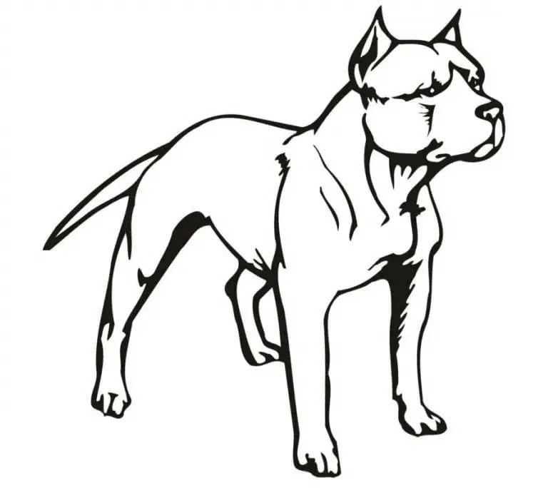 Çocuklar İçin Pitbull Boyama Sayfaları 