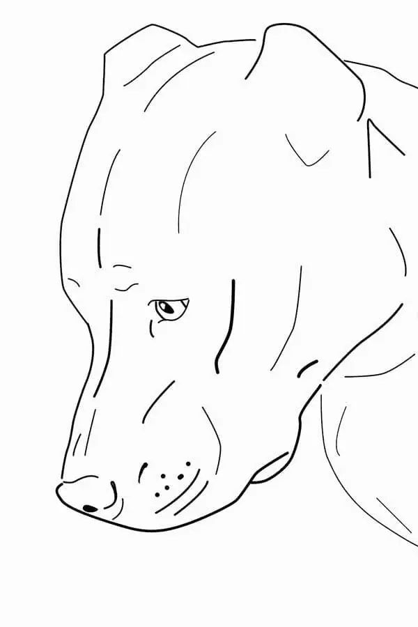 Çocuklar İçin Pitbull Boyama Sayfaları 