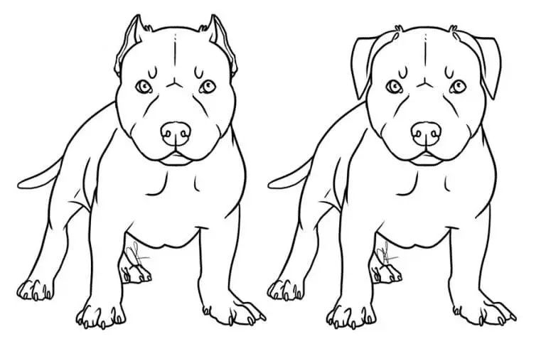 Çocuklar İçin Pitbull Boyama Sayfaları 