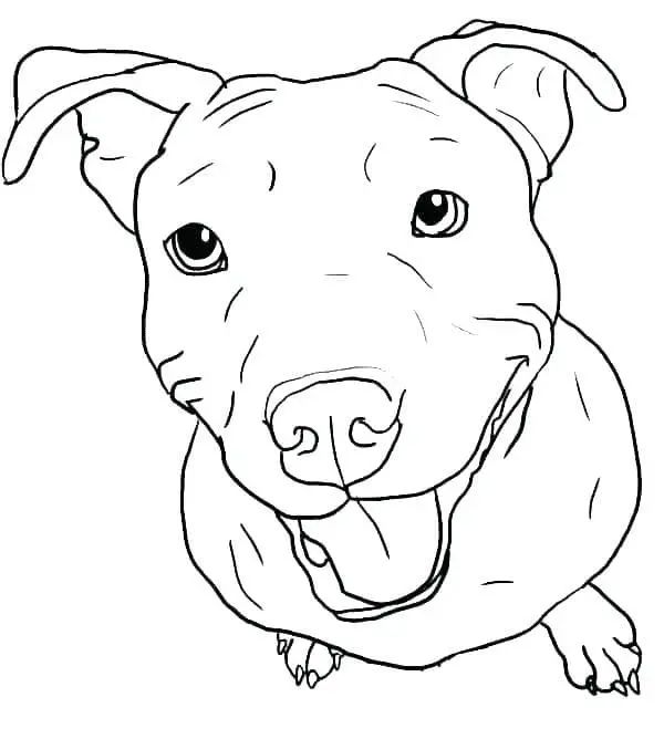 Çocuklar İçin Pitbull Boyama Sayfaları 
