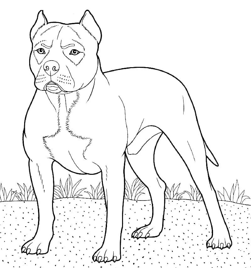 Çocuklar İçin Pitbull Boyama Sayfaları 