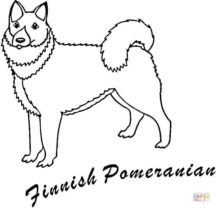 Çocuklar İçin Pomeranya Boyama Sayfaları 