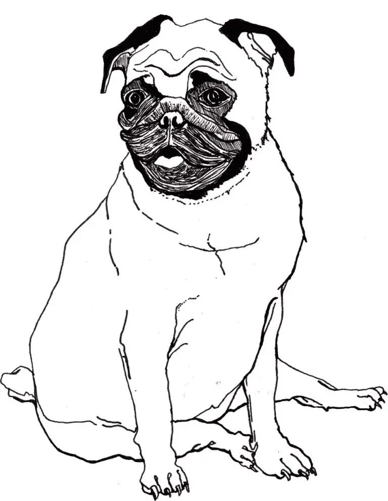 Çocuklar İçin Pug Boyama Sayfaları 