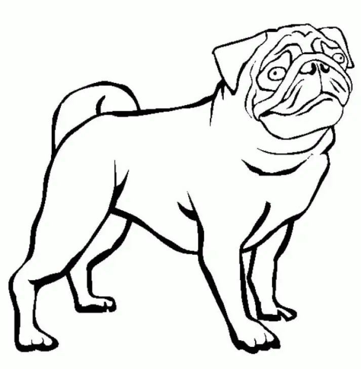 Çocuklar İçin Pug Boyama Sayfaları 