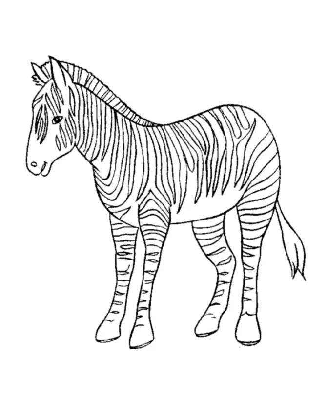 Çocuklar İçin Zebra Boyama Sayfaları 