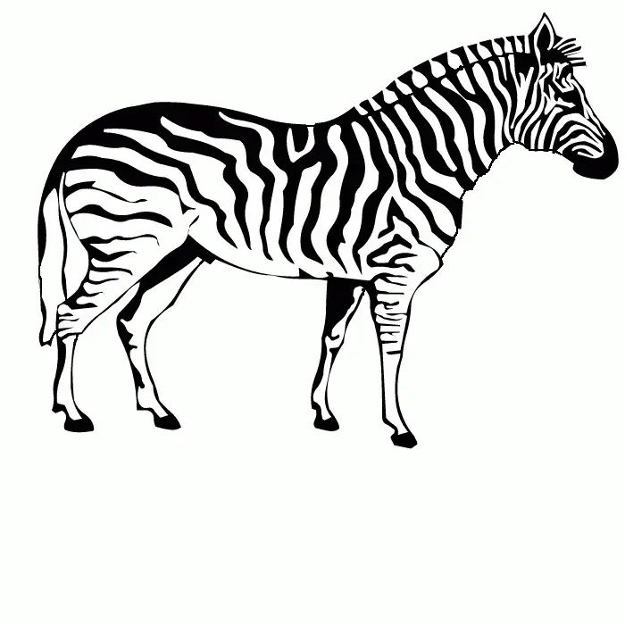 Çocuklar İçin Zebra Boyama Sayfaları 