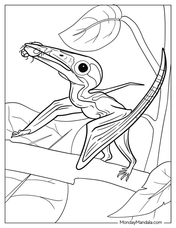 Çocuklar İçin Pterodactyl Boyama Sayfaları 