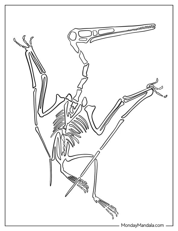 Çocuklar İçin Pterodactyl Boyama Sayfaları 