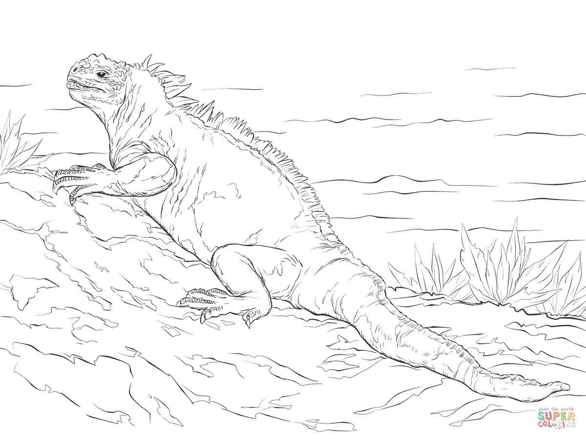 Çocuklar İçin iguana Boyama Sayfaları 