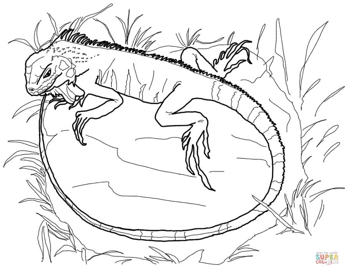 Çocuklar İçin iguana Boyama Sayfaları 
