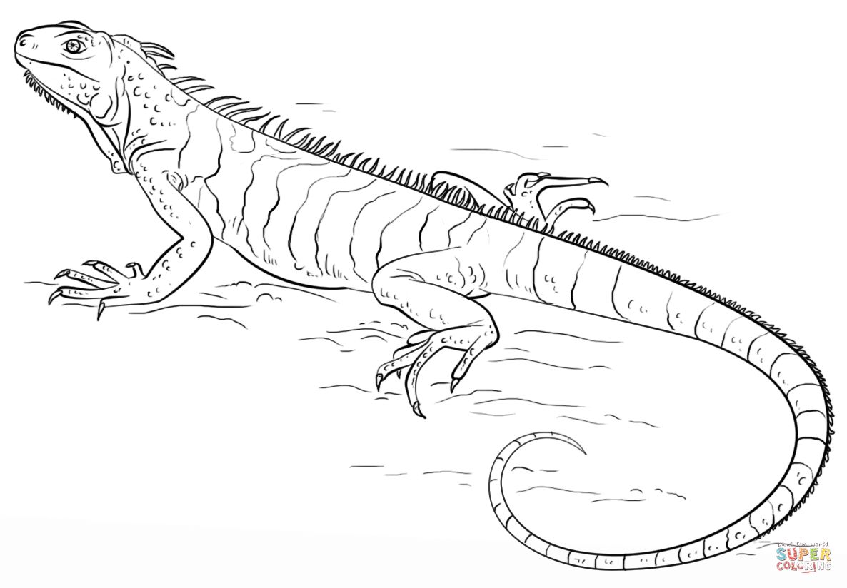 Çocuklar İçin iguana Boyama Sayfaları 