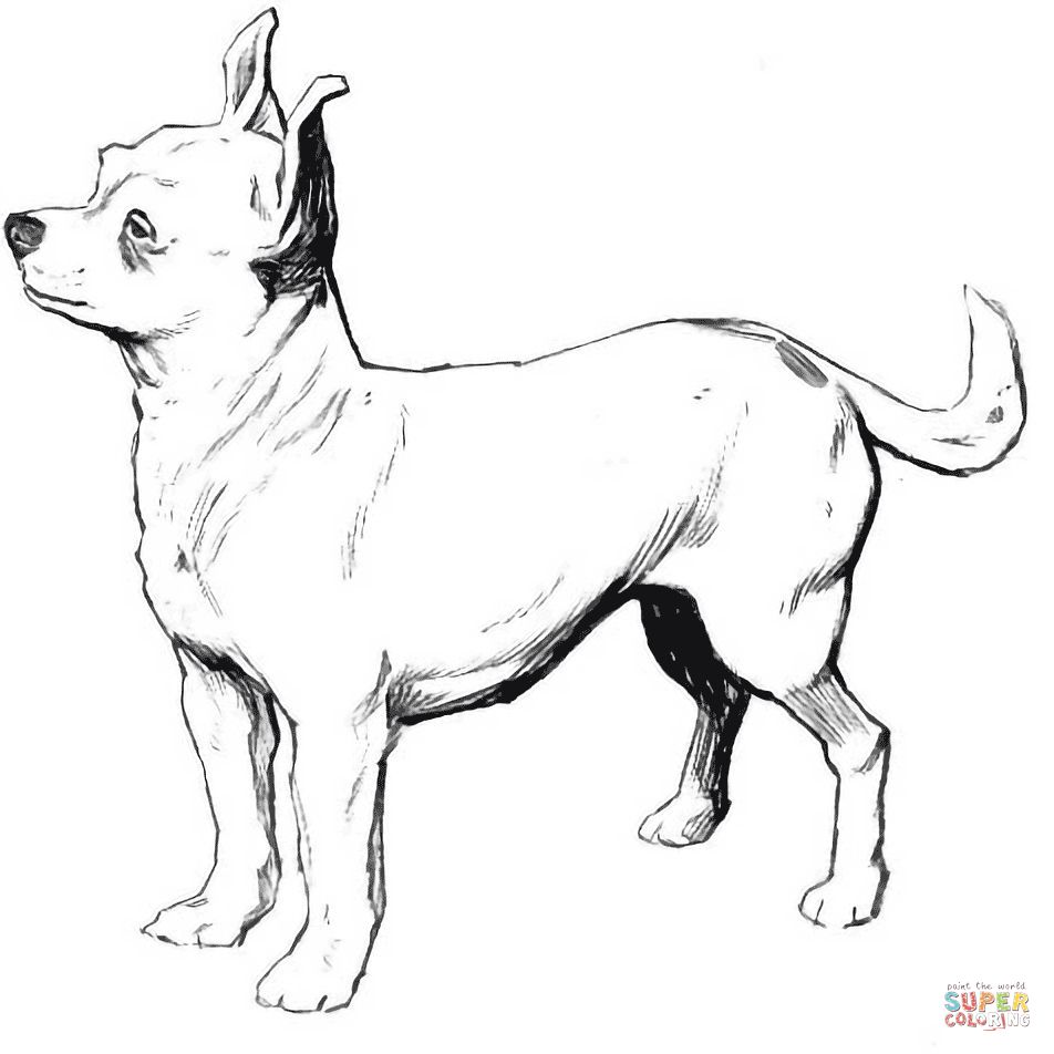 Çocuklar İçin Çivava-Köpek Boyama Sayfaları 