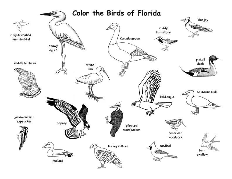 Çocuklar İçin  Ülkeler Medeniyetler Florida Boyama Sayfaları 