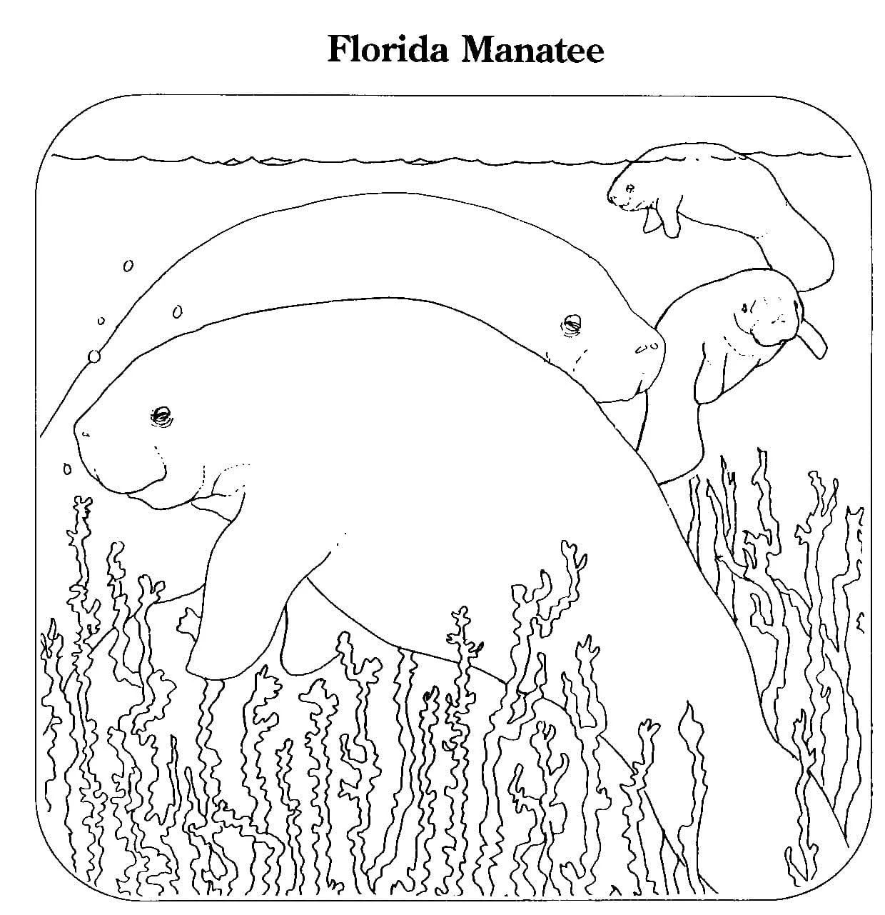 Çocuklar İçin  Ülkeler Medeniyetler Florida Boyama Sayfaları 