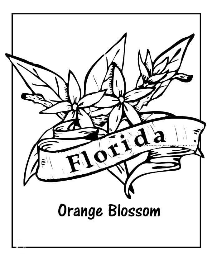 Çocuklar İçin  Ülkeler Medeniyetler Florida Boyama Sayfaları 