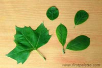 Yaprak Baskı Çalışmalaçrı