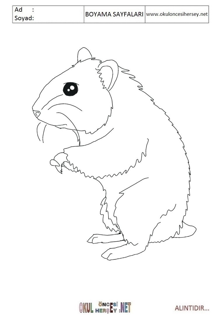 Çocuklar İçin Hamster Boyama Sayfaları 