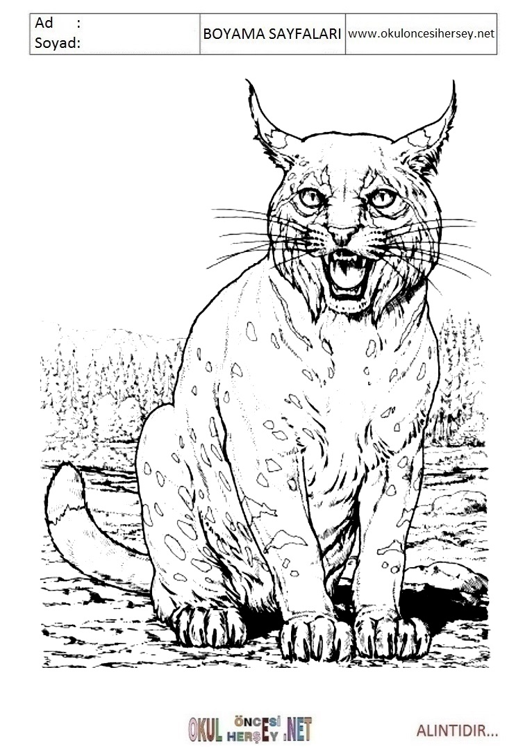 Çocuklar İçin Puma Boyama Sayfaları 