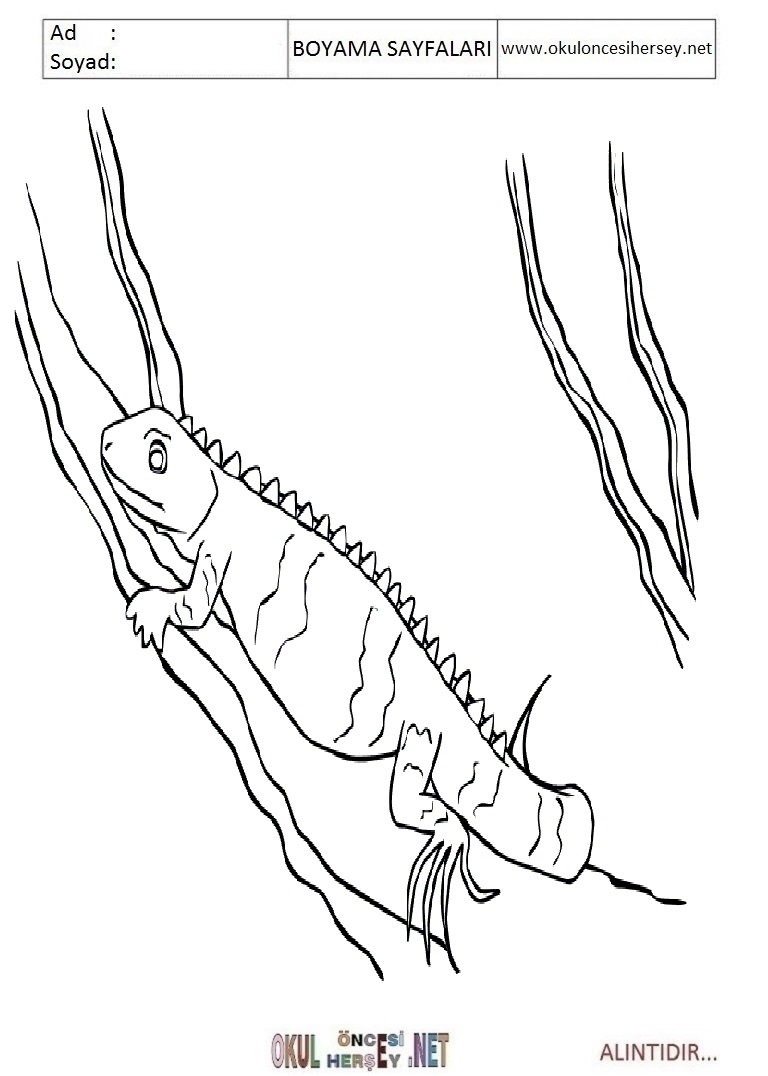 Çocuklar İçin iguana Boyama Sayfaları 