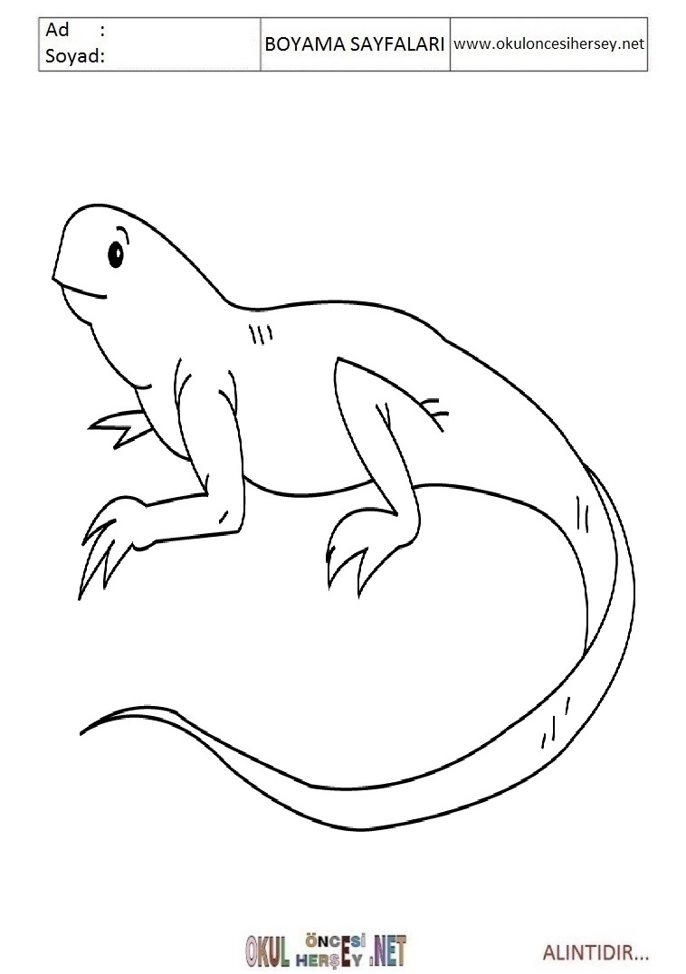 Çocuklar İçin iguana Boyama Sayfaları 