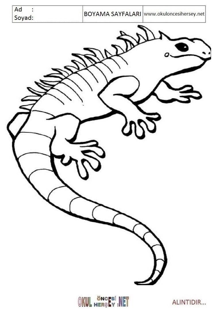 Çocuklar İçin iguana Boyama Sayfaları 
