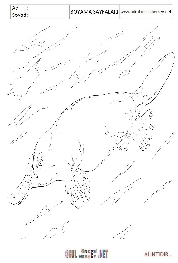 Çocuklar İçin Platypus Boyama Sayfaları 