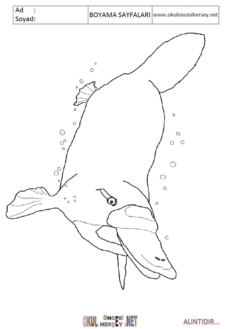 Çocuklar İçin Platypus Boyama Sayfaları 