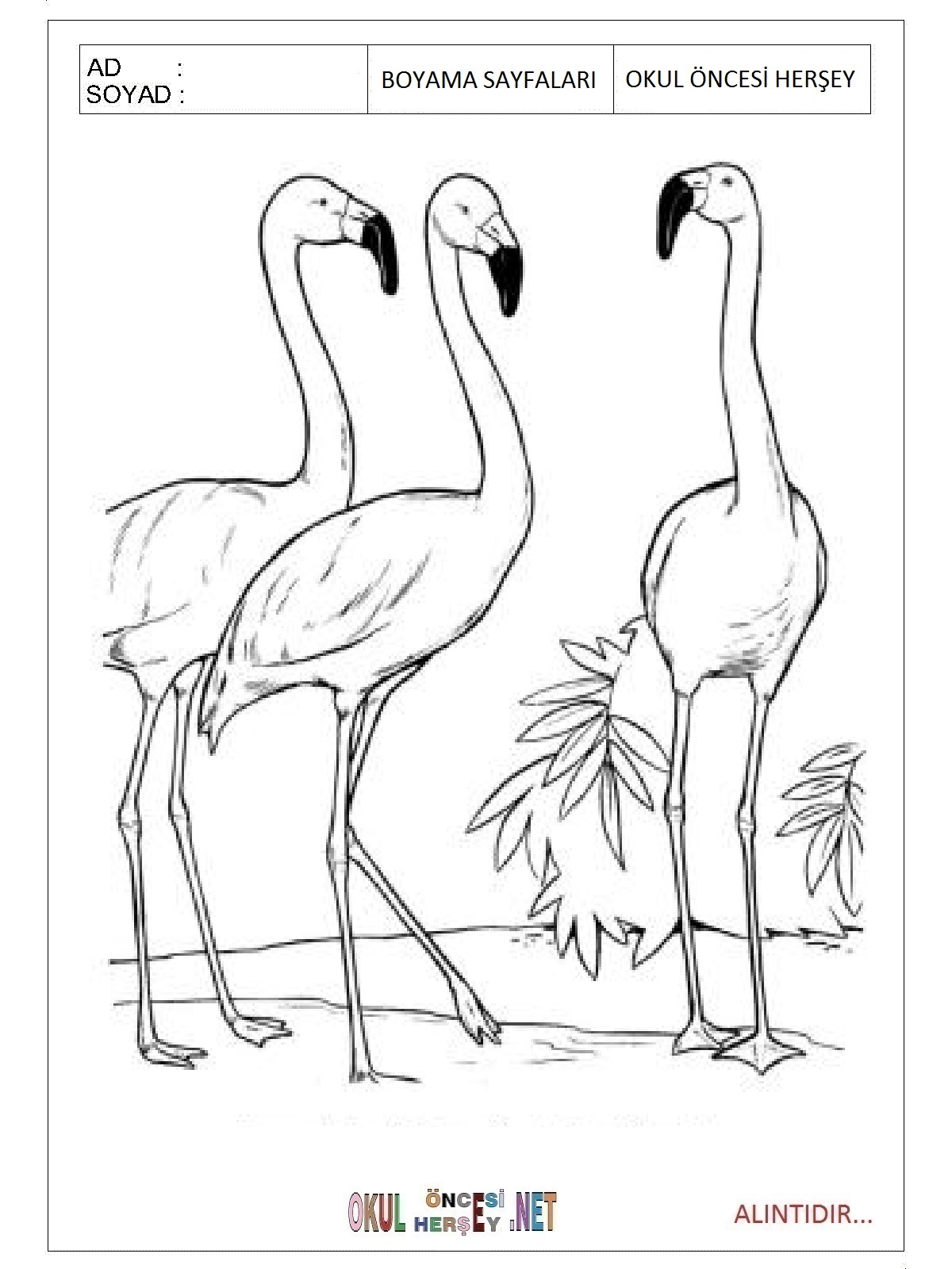 Çocuklar İçin Flamingo Boyama Sayfaları 