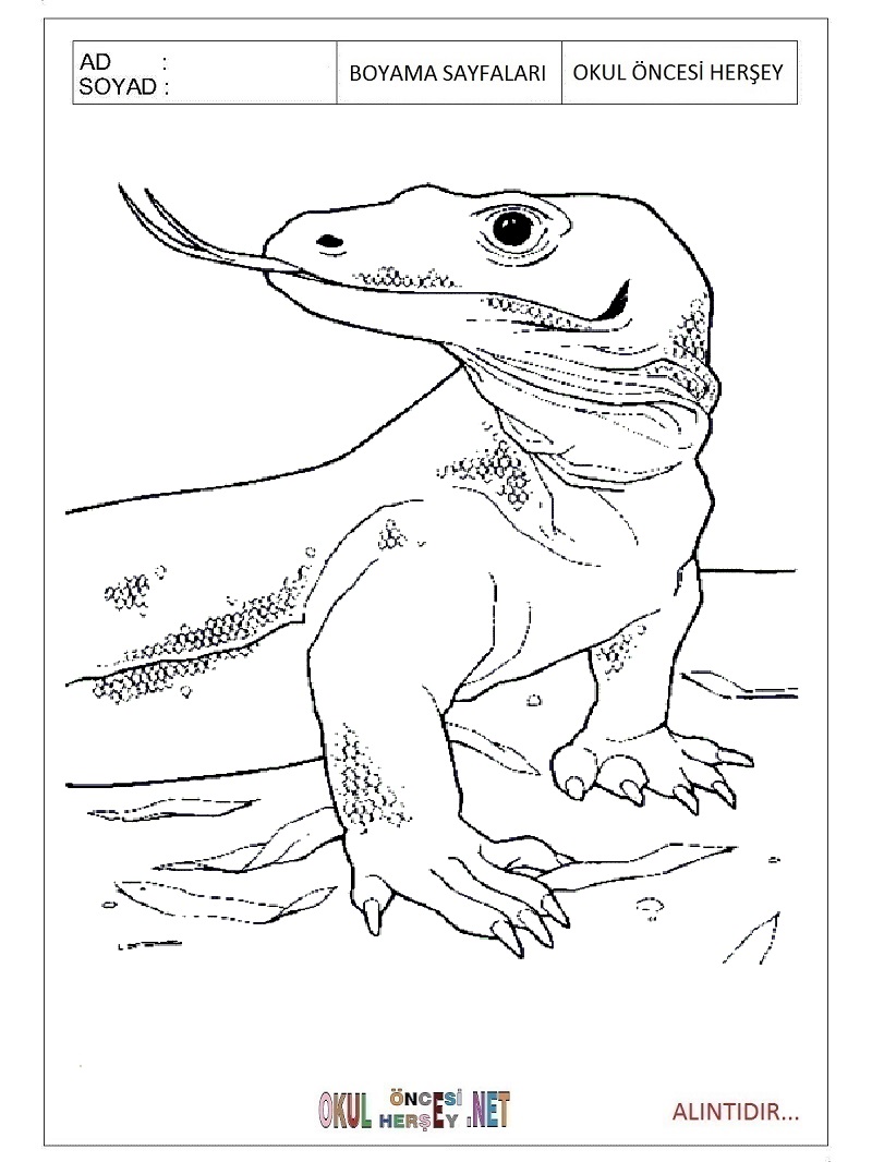 Çocuklar İçin Komodo-Ejderi Boyama Sayfaları 