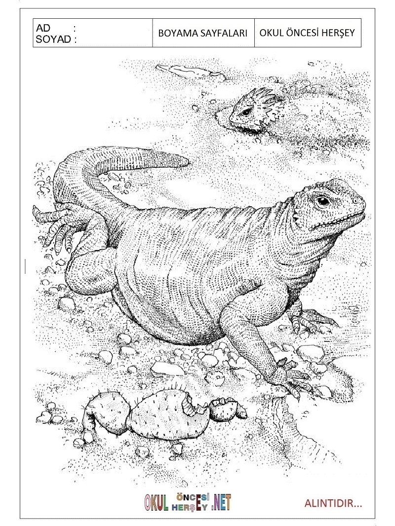 Çocuklar İçin Komodo-Ejderi Boyama Sayfaları 